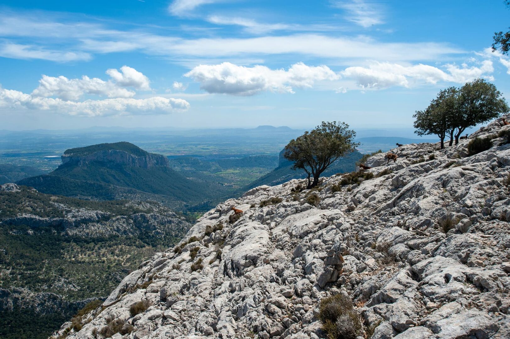 Green trees on top of mountain with view over green landscape below