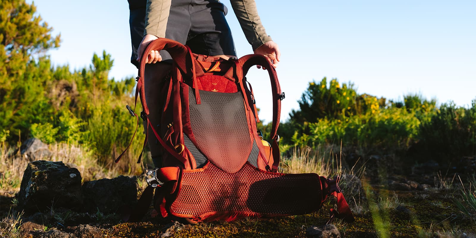 back panel of the Gregory Paragon 60L